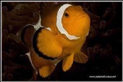 This clown fish is my first decent under water SLR pictur... by Yves Antoniazzo 